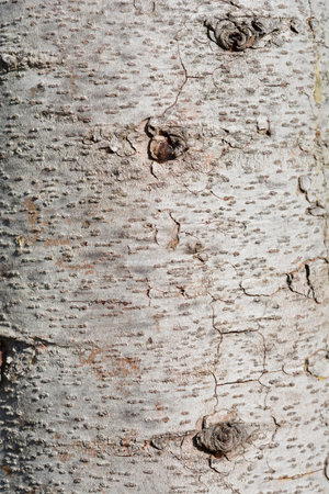 Deodar cedar bark detail - Latin name - Cedrus deodara