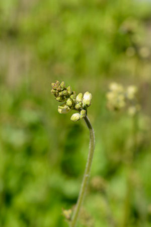 Coral Bells Apple Crisp flower buds - Latin name - Heuchera Apple Crisp