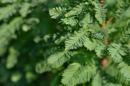 Bald cypress Peve Minaret branches - Latin name - Taxodium distichum Peve Minaret