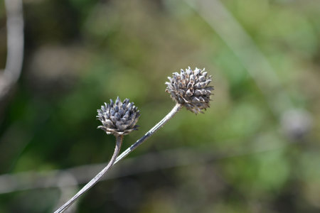 Giant scabious seed heads - Latin name - Cephalaria leucantha