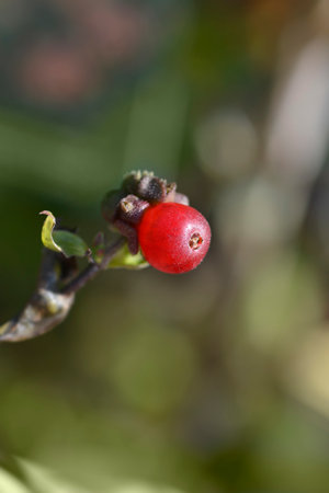 Late Dutch Honeysuckle Serotina branch with fruit - Latin name - Lonicera periclymenum Serotina