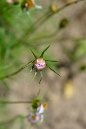 Pink and white garden cosmos flower bud - Latin name - Cosmos Tetra Versailles Rose Edgeの写真素材