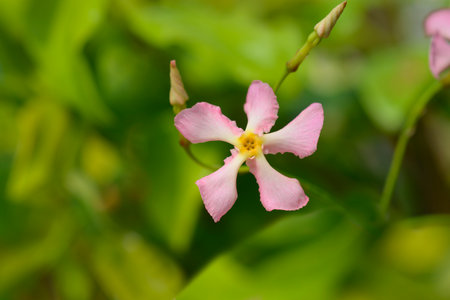 Star jasmine pink flower - Latin name - Trachelospermum jasminoides Star of Sicilyの写真素材