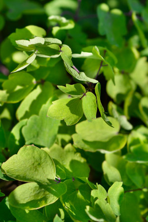 Meadow rue green leaves - Latin name - Thalictrum Black Stockingsの写真素材