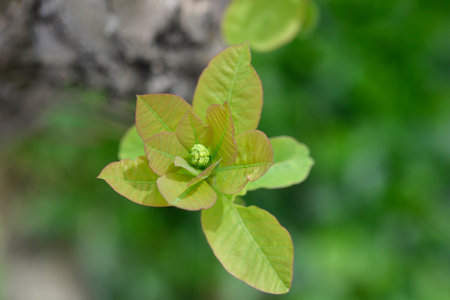 Smoke tree branch with new leaves and flower buds - Latin name - Cotinus coggygria