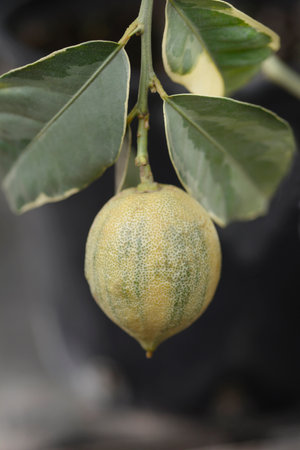 Variegated Lemon branch with fruit - Latin name - Citrus limon Foliis Variegatis