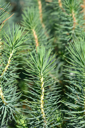 Stone Pine Silver Crest branches - Latin name - Pinus pinea Silver Crestの写真素材
