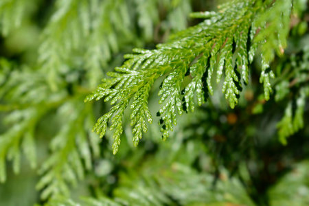 Western Red Cedar branch - Latin name - Thuja plicata