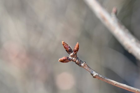Japanese flowering cherry Kanzan branch with buds - Latin name - Prunus serrulata Kanzan