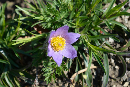 Pasque flower in the garden - Latin name - Pulsatilla vurlgaris