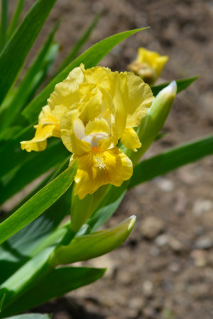 Standard Dwarf Bearded Iris Rabbits Foot flower - Latin name - Iris Rabbits Foot