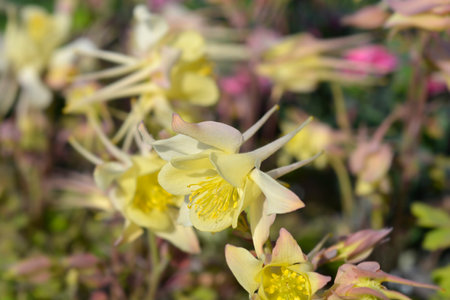 Common columbine flower - Latin name - Aquilegia vulgarisの写真素材