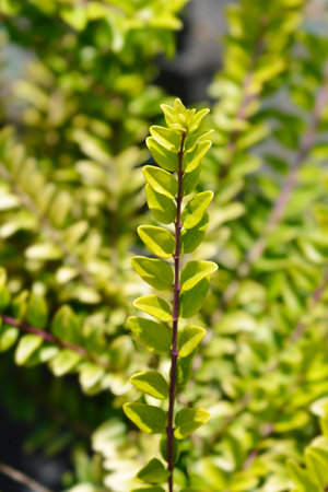 Honeysuckle branch - Latin name - Lonicera ligustrina var. yunnanensis Golden Glow