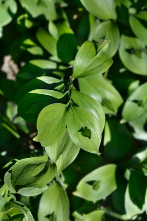 Spineless butchers broom leaves - Latin name - Ruscus hypoglossumの写真素材