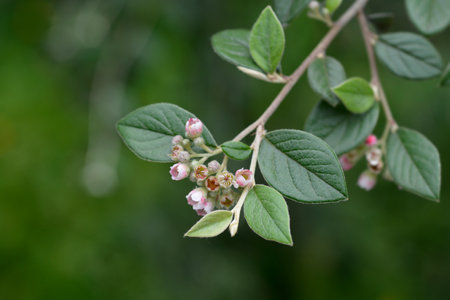 Black-berried cotoneaster branch with flowers - Latin name - Cotoneaster melanocarpus