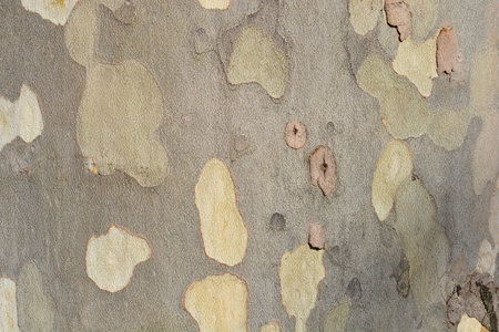 London plane bark detail - Latin name - Platanus x hispanicaの写真素材