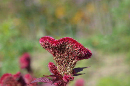 Cockscomb pink flower - Latin name - Celosia argentea var. cristata