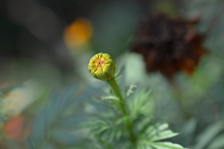 African marigold Kees Orange flower bud - Latin name - Tagetes erecta Kees Orangeの写真素材