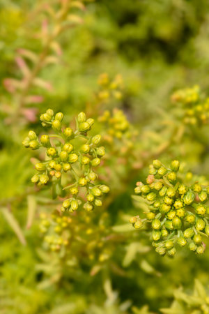 Rock stonecrop Angelina flower buds - Latin name - Petrosedum rupestre Angelina