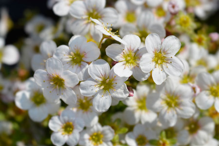 Mossy Saxifrage White flowers - Latin name - Saxifraga x arendsiiの写真素材
