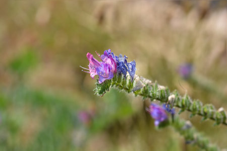 Vipers bugloss flowers - Latin name - Echium vulgare