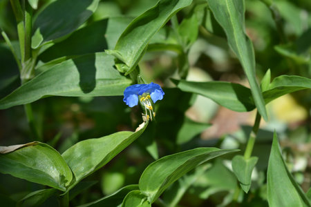 Asiatic dayflower - Latin name - Commelina communisの写真素材