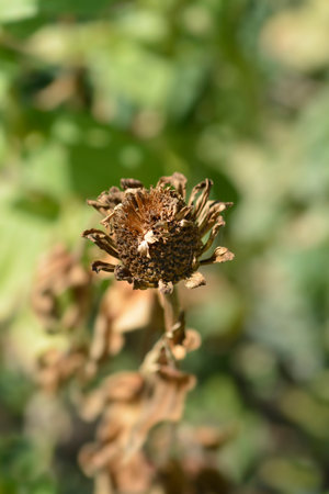 Zinnia dry seed head - Latin name - Zinnia elegans