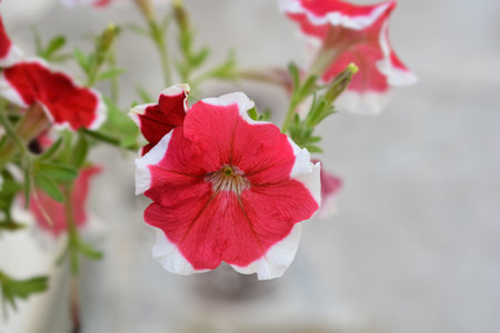 Red and white garden petunia - Latin name - Petunia x hybridaの写真素材