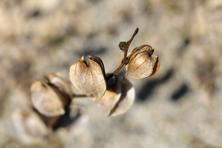 Apple of Peru seeds in husk - Latin name - Nicandra physalodesの写真素材