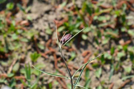 Alpine checkered lily flower - Latin name - Fritillaria orientalis
