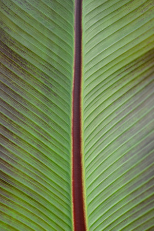 Ethiopian black banana leaf detail - Latin name - Ensete ventricosum Maurelii