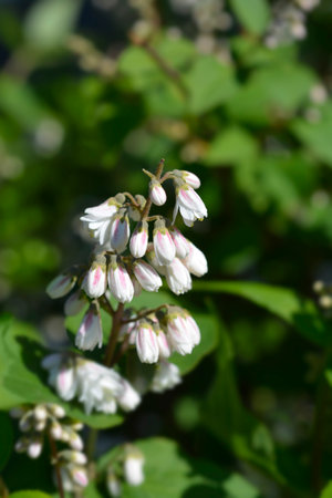 Fuzzy deutzia Flore Pleno flowers - Latin name - Deutzia scabra Flore Plenoの写真素材
