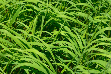 Heath false brome leaves - Latin name - Brachypodium pinnatumの写真素材