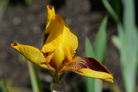 Border Bearded Iris Whoop Em Up flower - Latin name - Iris Whoop Em Upの写真素材