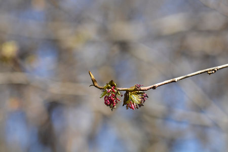 Persian ironwood branch with flowers - Latin name - Parrotia persica