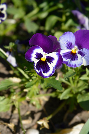 Violet, blue and white Horned violet flowers - Latin name - Viola cornuta