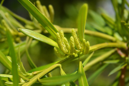 Oleander podocarp branch with flowes - Latin name - Podocarpus neriifoliusの写真素材