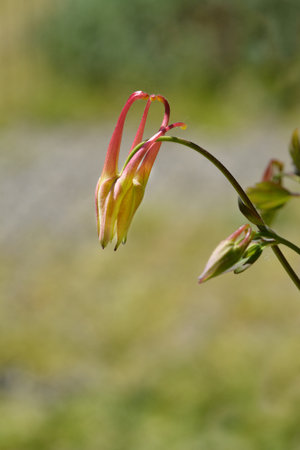 Pink and Yellow columbine flower bud - Latin name - Aquilegia Swan Pink and Yellowの写真素材
