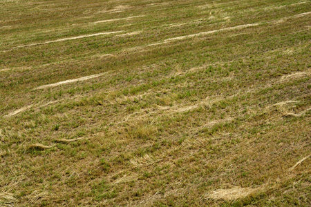 Detail of harvested field with hay dryingの写真素材