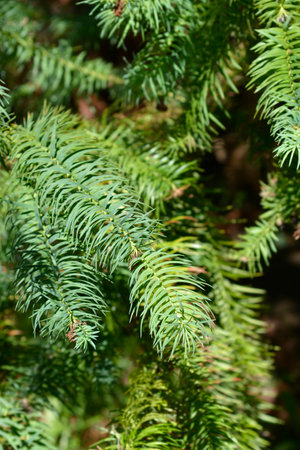 Chinese fir branch - Latin name - Cunninghamia lanceolataの写真素材
