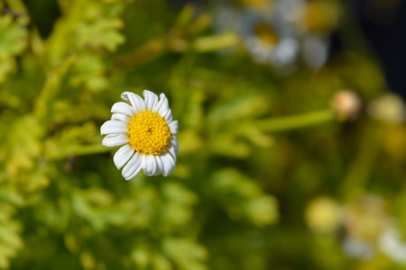 White Marguerite daisy - Latin name - Argyranthemum frutescensの写真素材