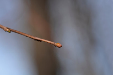 Small-leaved lime branch with buds - Latin name - Tilia cordata