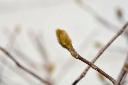 Star magnolia flower bud - Latin name - Magnolia stellataの写真素材