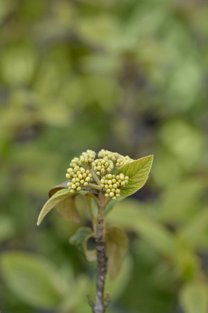 Viburnum Alleghany leaves and flower buds - Latin name - Viburnum x rhytidophylloides Alleghanyの写真素材