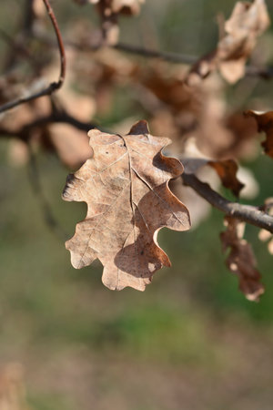 English oak branch with dry leaf - Latin name - Quercus robur Fastigiata