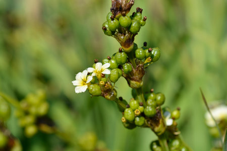 Pale Yellow-eyed Grass flowers and fruit - Latin name - Sisyrinchium striatum