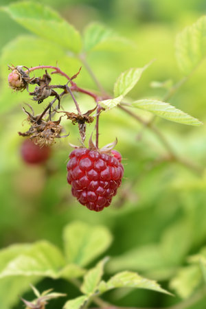 European red Raspberry branch with fruit - Latin name - Rubus idaeus