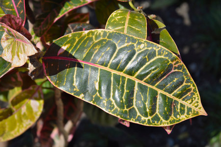 Variegated croton leaf - Latin name - Codiaeum variegatum