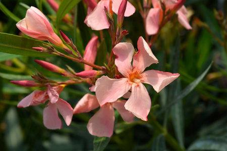 Common oleander branch with peach colored flowers - Latin name - Nerium oleander
