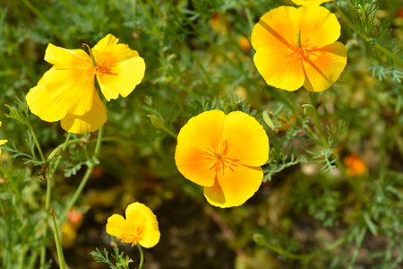 Golden poppy flowers - Latin name - Eschscholzia californicaの写真素材